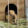 モルモット3匹の里親募集 サムネイル2