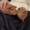 モルモット3匹の里親募集 サムネイル3
