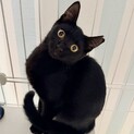 こんぶ：撫でるとゴロゴロ！黒猫の子猫ちゃん