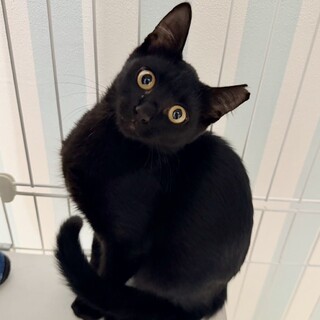 こんぶ：撫でるとゴロゴロ！黒猫の子猫ちゃん
