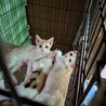 わんぱくな子猫3か月 サムネイル4