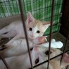 わんぱくな子猫3か月 サムネイル5