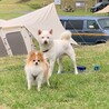 モカ、ラテ