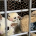 フクロモモンガ　　リューシ　二匹です！