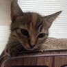 あと一匹！キジ三毛子猫　多頭飼い崩壊現場救済