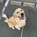 甘えん坊ゴールデンレトリバー