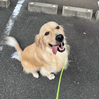 甘えん坊ゴールデンレトリバー