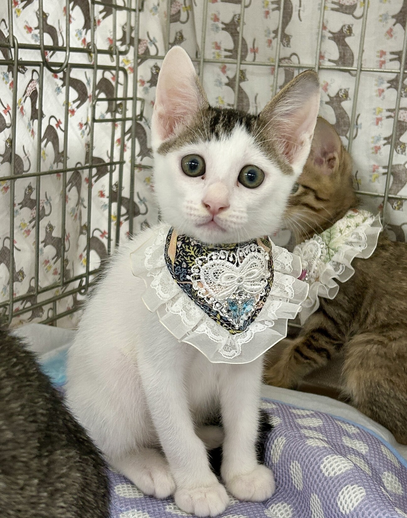 おっとりな性格たれ目が可愛い☆キンキくんの写真