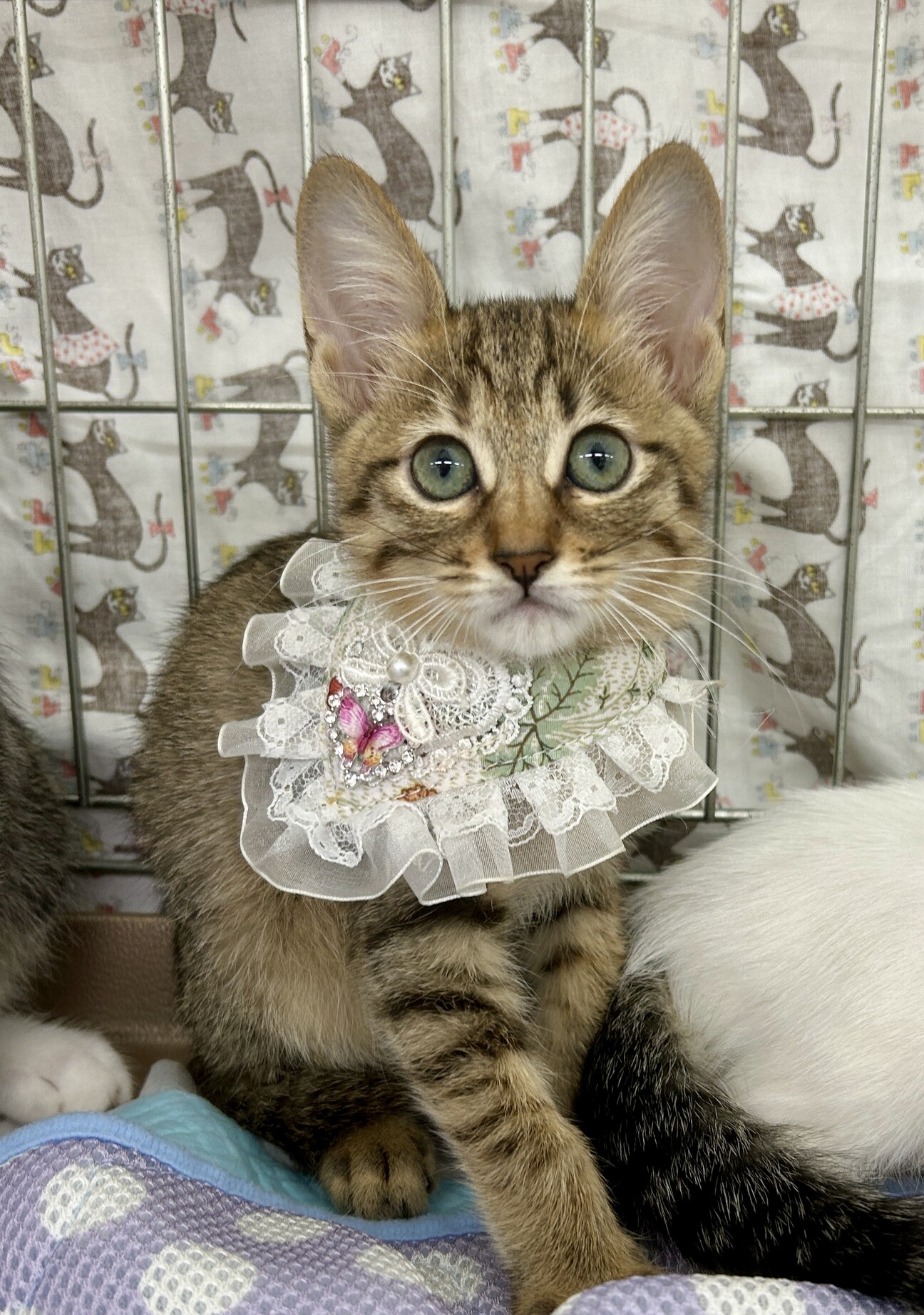 可愛い姉妹♪カールちゃんの写真
