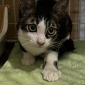 キジのハチワレ、イケメンです。