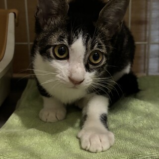 キジのハチワレ、イケメンです。