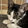 キジのハチワレ、イケメンです。