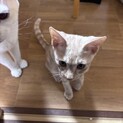 3か月の甘えん坊なゴロゴロちゃんです！