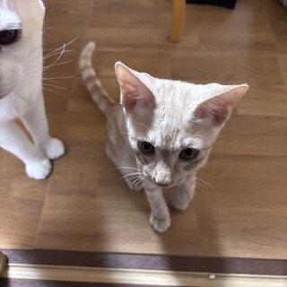 3か月の甘えん坊なゴロゴロちゃんです！