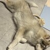 きぬちゃん　8ヶ月サモハスの女の子です サムネイル4