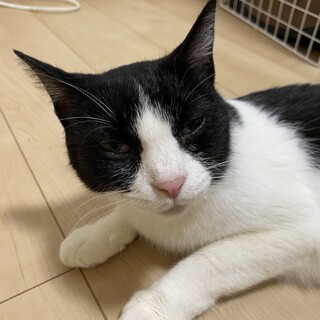 ハチワレ親子のお母さん❤︎なおちゃん