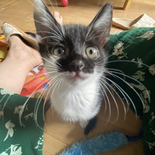 黒シロ子猫❤︎いち