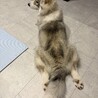 きぬちゃん　8ヶ月サモハスの女の子です サムネイル3