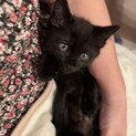 とびきり可愛い黒猫子猫のサリー