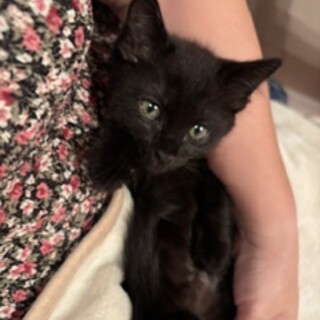 とびきり可愛い黒猫子猫のサリー