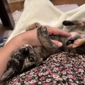 困り顔がキュンキュンのサビ子猫メリー