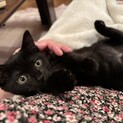 おっとり美人の甘えん坊黒猫子猫のマリー
