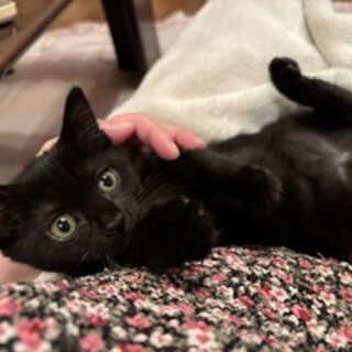 おっとり美人の甘えん坊黒猫子猫のマリー