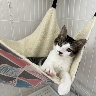 デレデレで超甘えん坊娘の子猫乙葉！