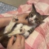 甘えん坊！生後2ヶ月　キジ白ちゃん