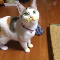 りんちゃん