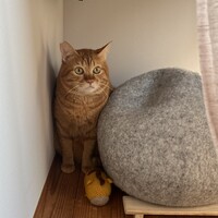 チャトラン