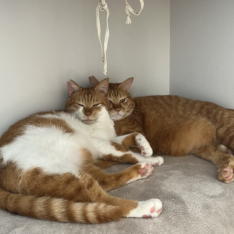 チャトランのカバー写真