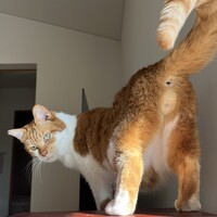 ハルくん