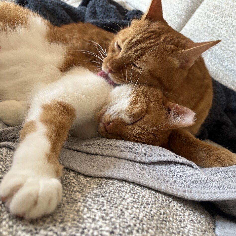 ハルくんのカバー写真