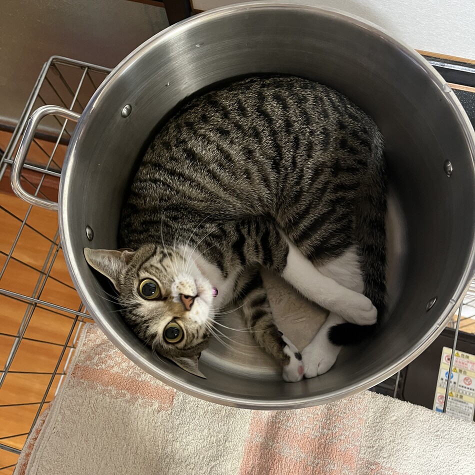 れなちゃんのカバー写真