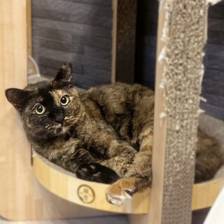 【募集一時停止】サビ猫メルちゃん