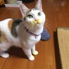 （保護活動者）