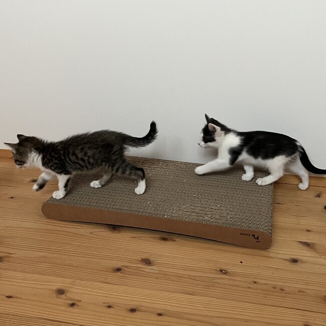 rin_rin_plusのカバー写真