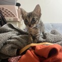 生後2ヶ月甘えん坊活発ボーイ！サスケ君