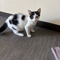 生後2ヶ月人懐っこいかわいい男の子