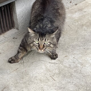 保護猫キジトラロングの雄(年齢不詳)