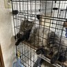 保護猫キジトラロングの雄(年齢不詳) サムネイル2