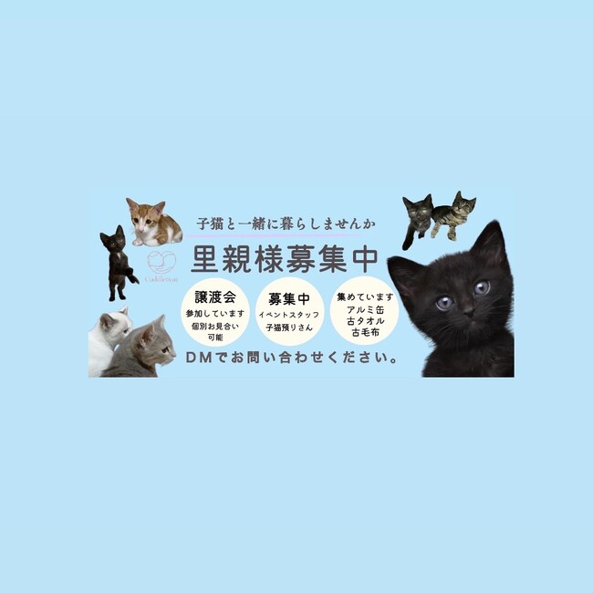 Cuddle  catのカバー写真