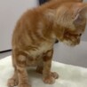 アメショMIXレッドタビー　茶トラ　甘えん坊3ヶ月 サムネイル4