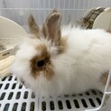 【お話中】ライオンラビット　オス　2歳