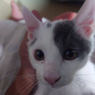 生後約4ヶ月の兄弟猫ちゃんです