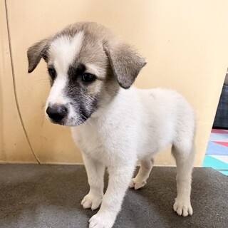とっても幼いフレンドリーな子犬