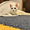 白猫ようちゃん サムネイル4
