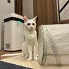 白猫ようちゃん サムネイル5