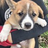 河原から幸せを探しに関東へ来たナギ君 サムネイル2